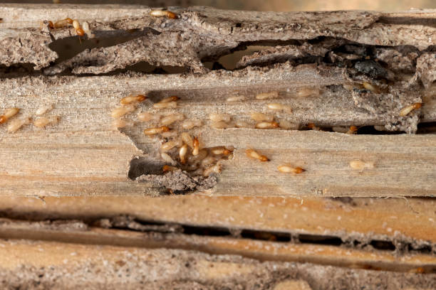 Best Wildlife Control Services  in Bartlesville, OK